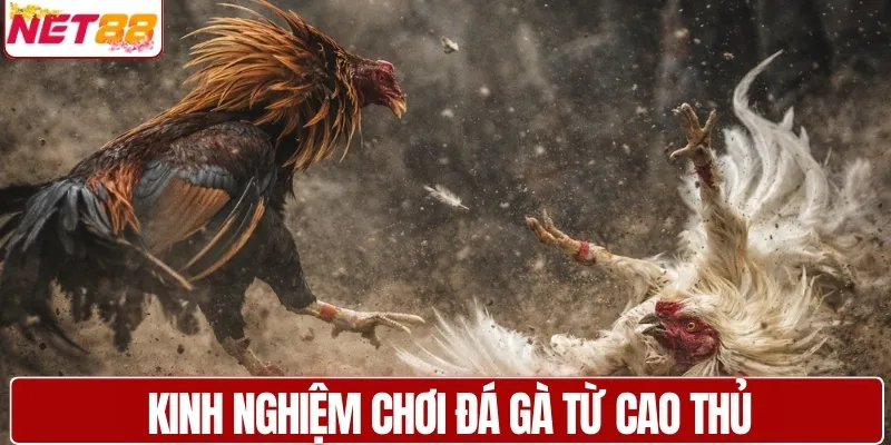 Bí quyết thực chiến đá gà Thomo online từ cao thủ