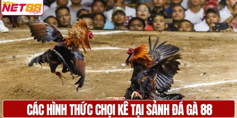 Các hình thức chọi kê tại sảnh đá gà 88