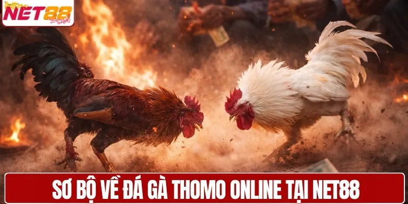 Đá gà Thomo online tại NET88 - Càng xem càng cuốn