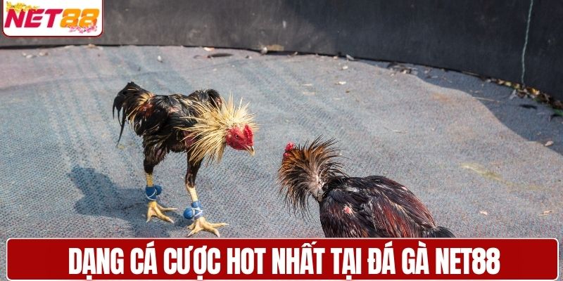 Dạng cá cược hot nhất tại đá gà NET88