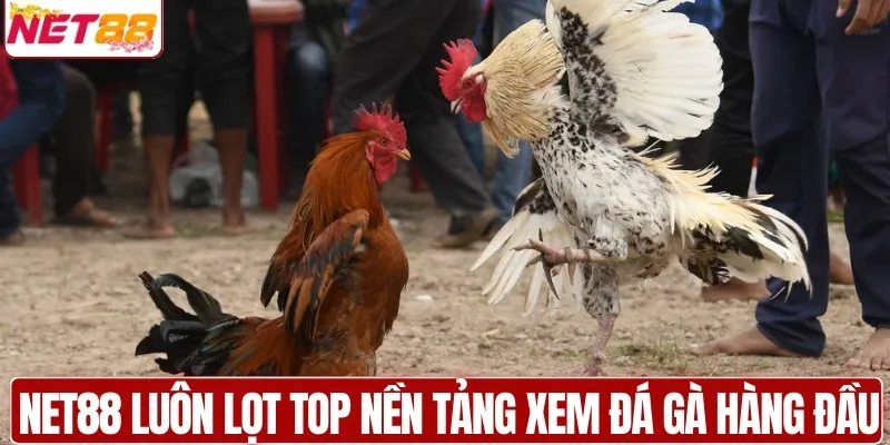 Lý do NET88 luôn nằm trong top nền tảng xem đá gà online
