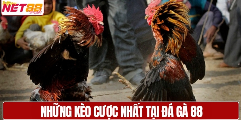 Những kèo cược được yêu thích nhất tại đá gà 88