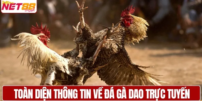 Toàn diện thông tin về đá gà dao trực tuyến