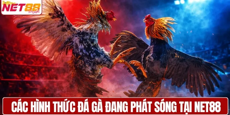 Tổng hợp các hình thức đá gà đang phát sóng trực tiếp